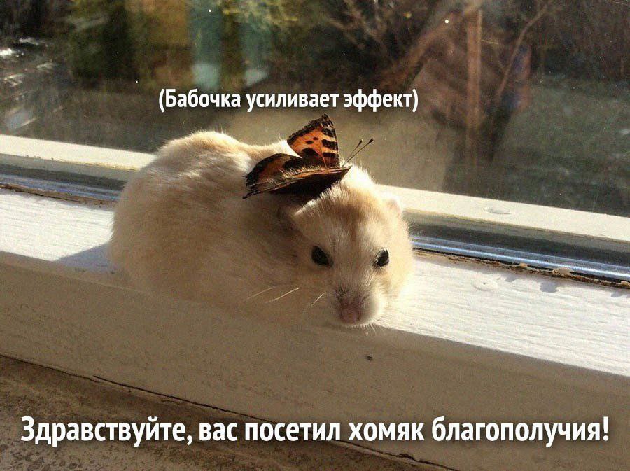 (Бабочка усиливает эффект) Здравствуйте, вас посетил хомяк благополучия!
