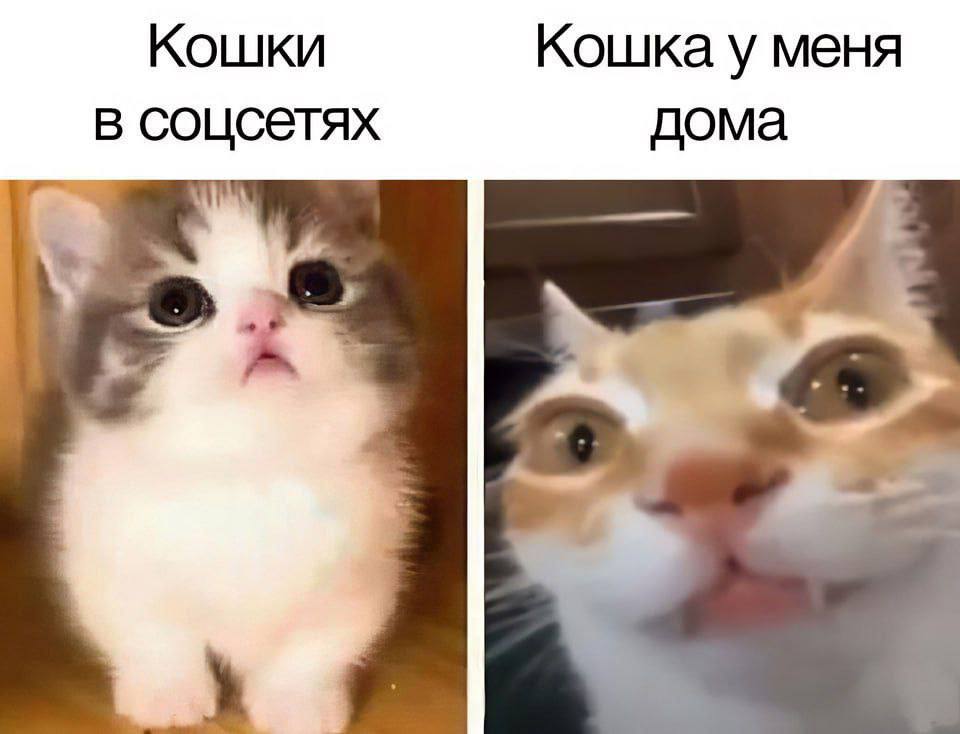 Кошки Кошка у меня в соцсетях дома