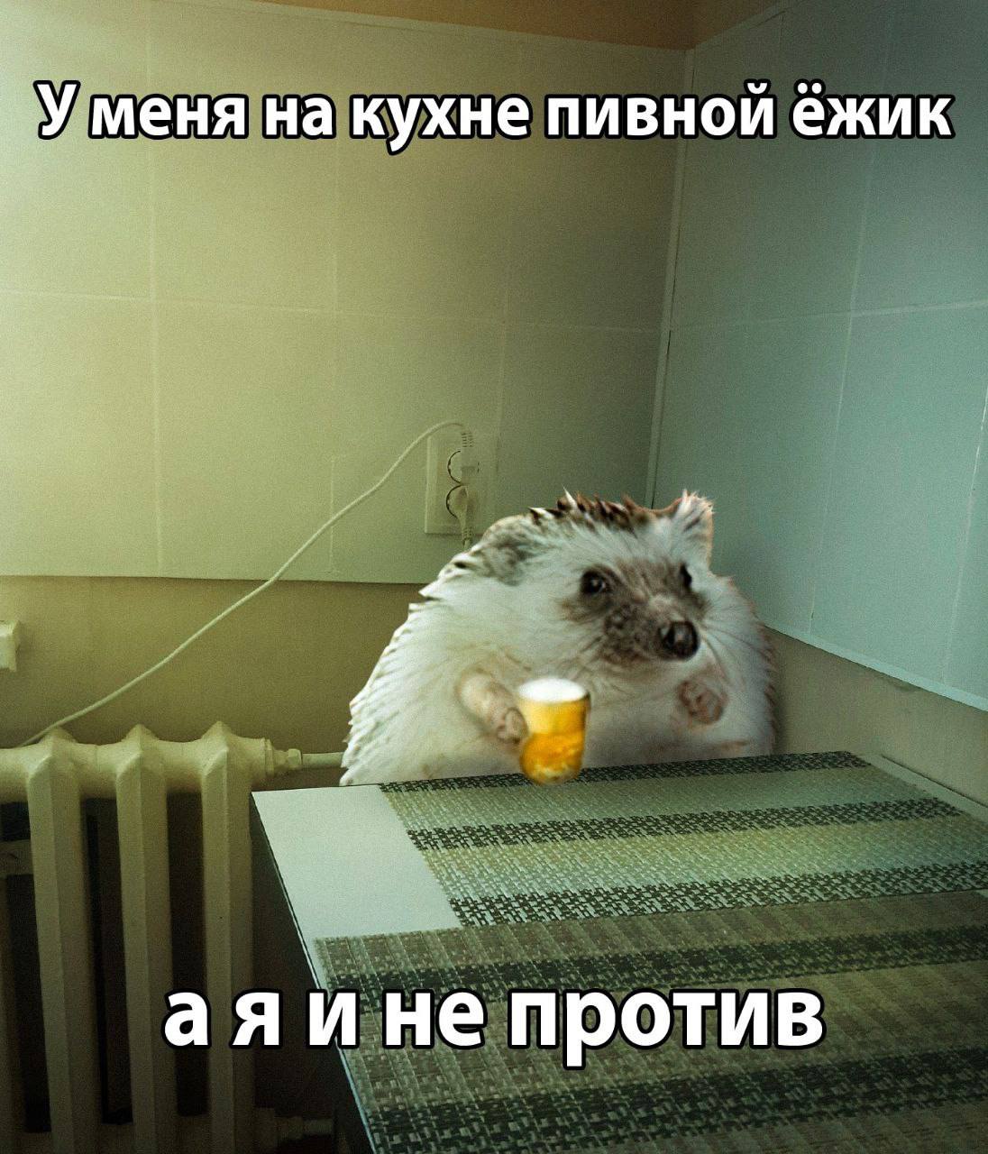 У меня на кухне пивной ёжик аяи не против