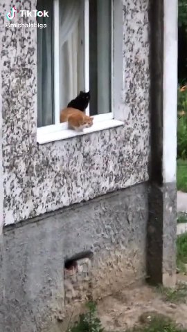 мем