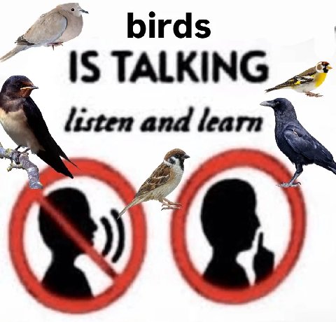 birds listen and learn