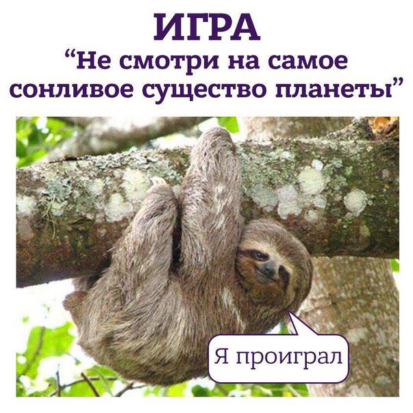 66 Не смотри на самое 99 сонливое существо планеты проиграл