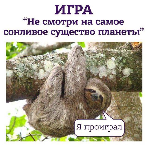 66 Не смотри на самое 99 сонливое существо планеты проиграл