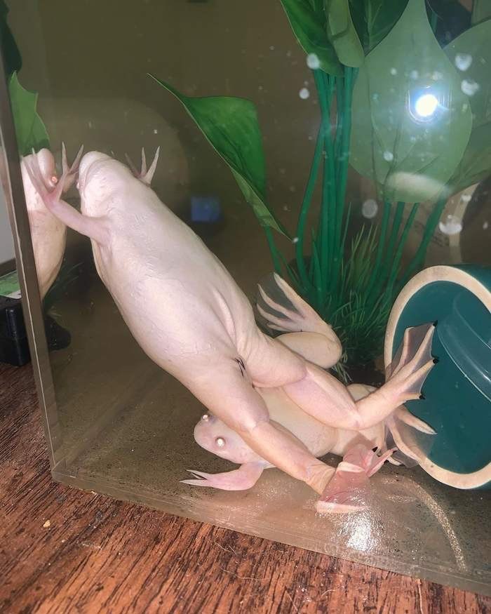 7.4