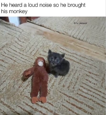 Не heard a loud noise so he brought his monkey