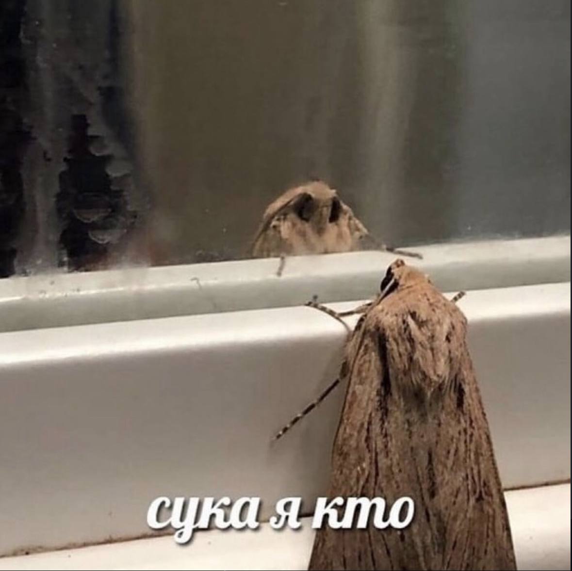 у. a