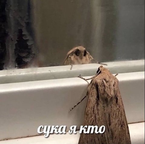 у. a