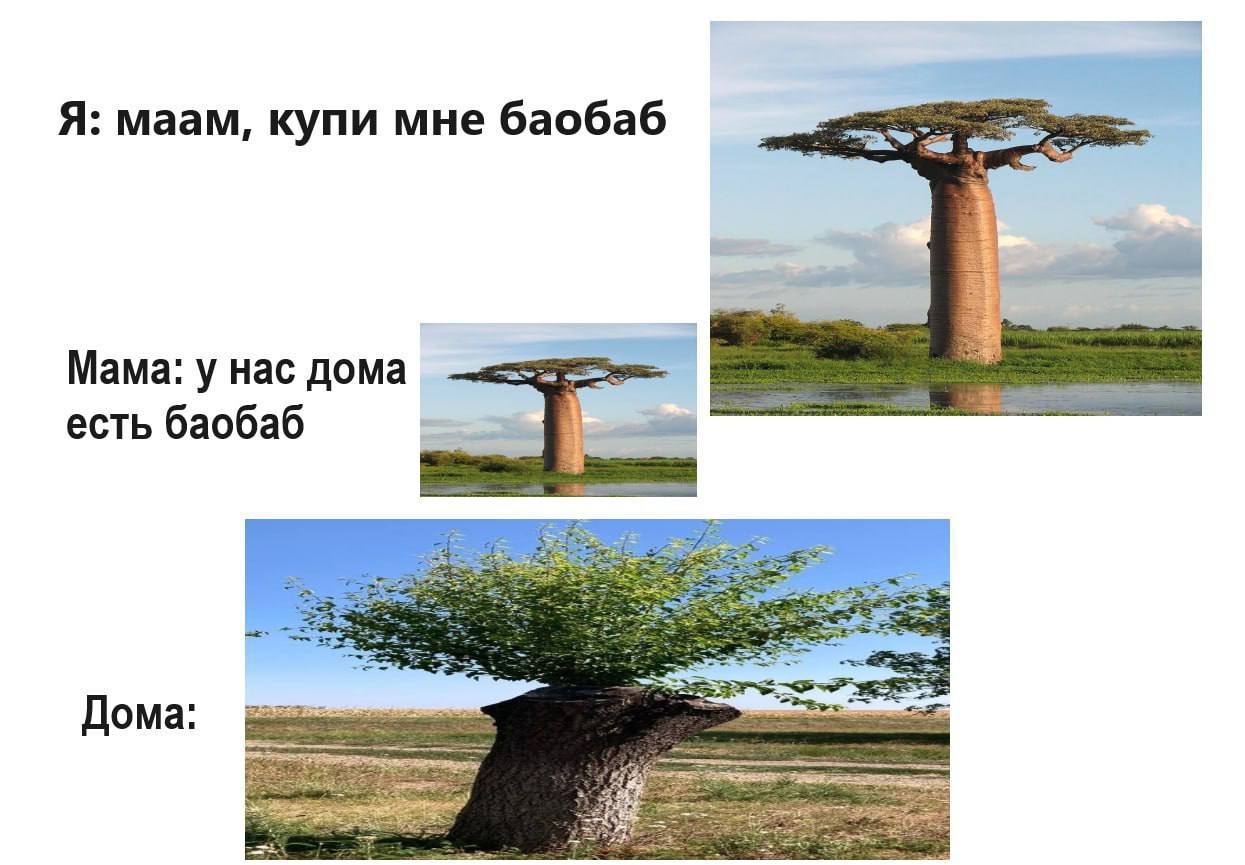 Баобаб дома: долбаёб