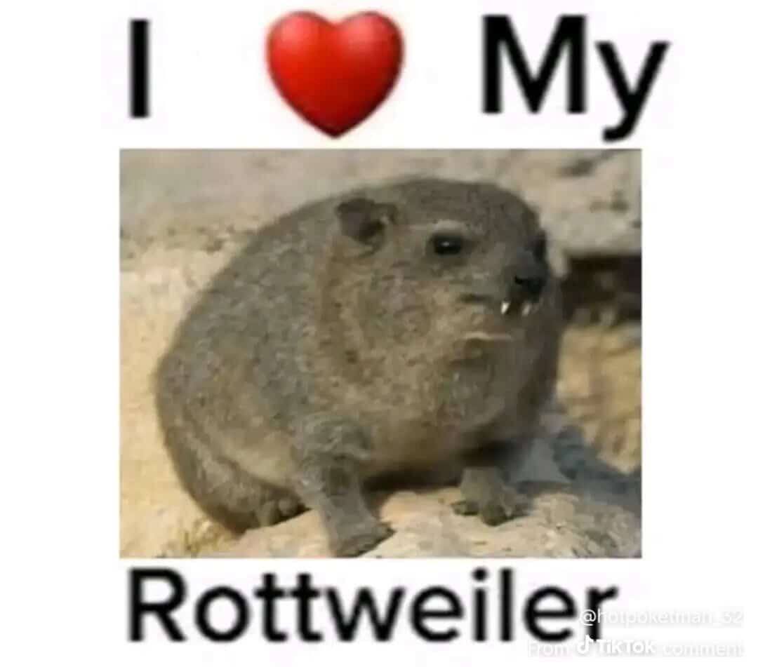 My Rottweiler