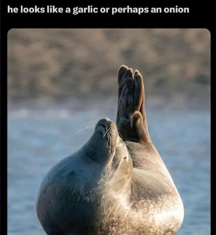 he looks like а garlic or perhaps onion