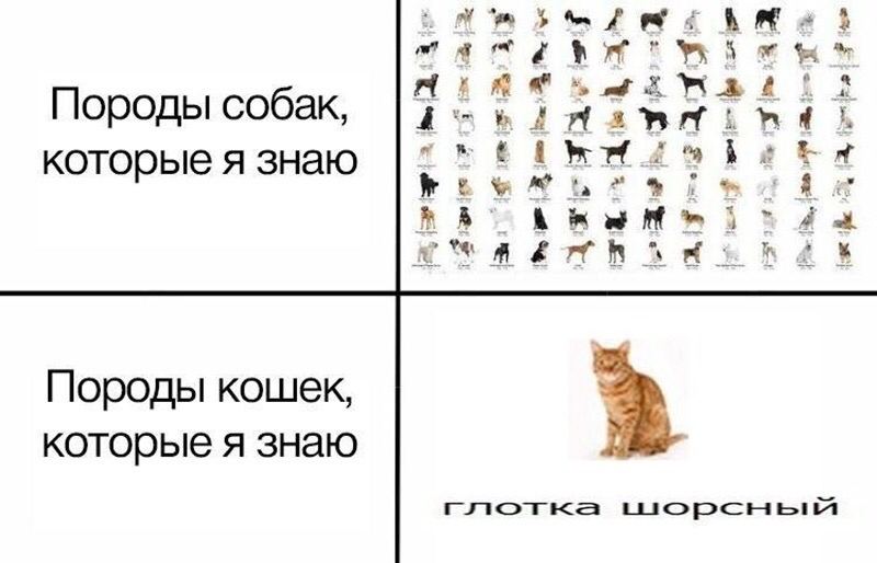 2 a Породы собак которые я знаю a A Породы кошек которые я знаю 2 гутот