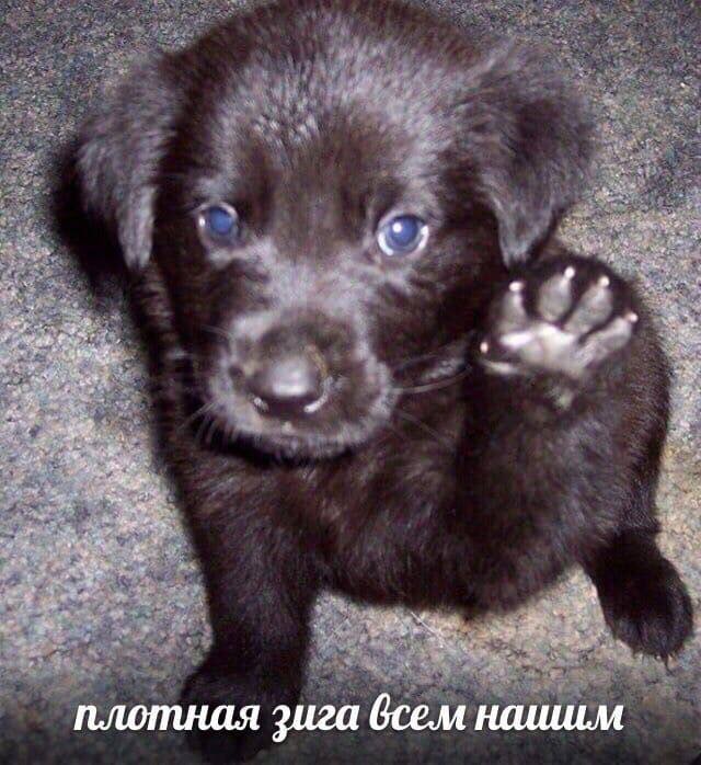3 плотная зига нашим