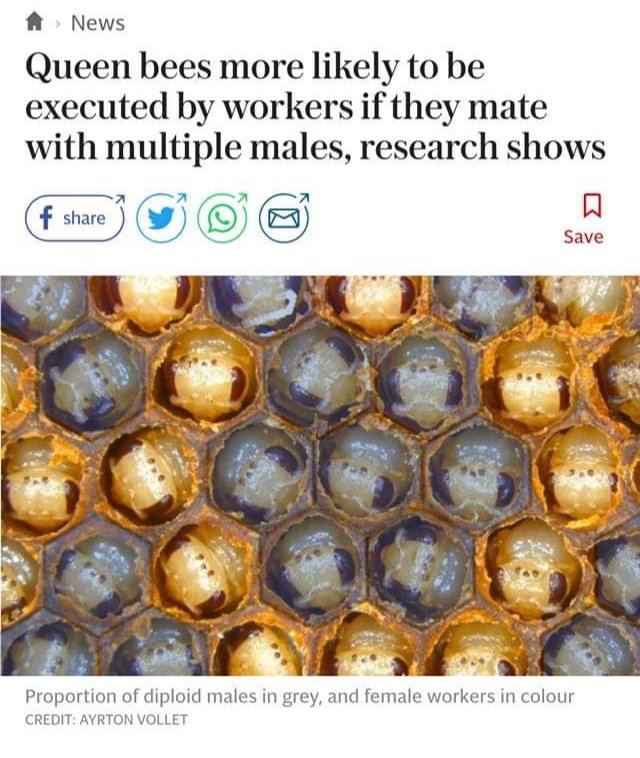 Я News Queen bees more likely to be executed workers if they mate with multiple males, research shows я я я share Save В Proportion of diploid males in grey, and female workers in colour CREDIT: AYRTO