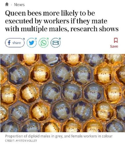 Я News Queen bees more likely to be executed workers if they mate with multiple males, research shows я я я share Save В Proportion of diploid males in grey, and female workers in colour CREDIT: AYRTO