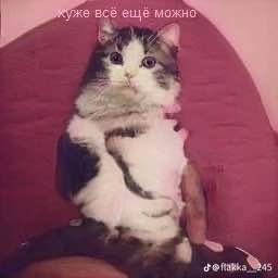 же все еще можно