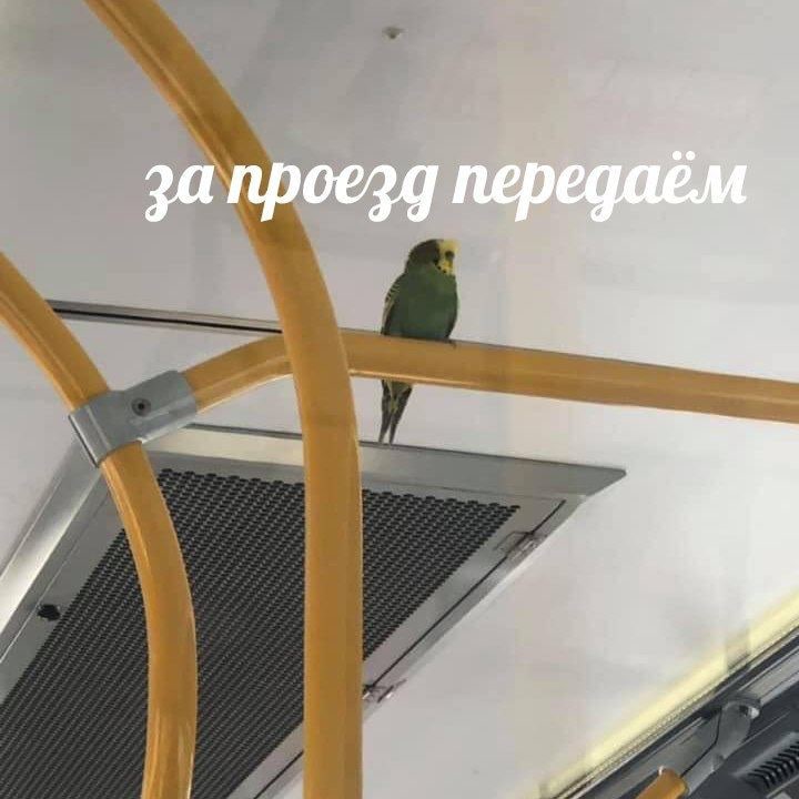 9 nepege