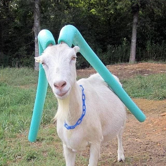 А fot