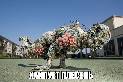 4 и awe be ХАЙПУЕТ ПЛЕСЕНЬ