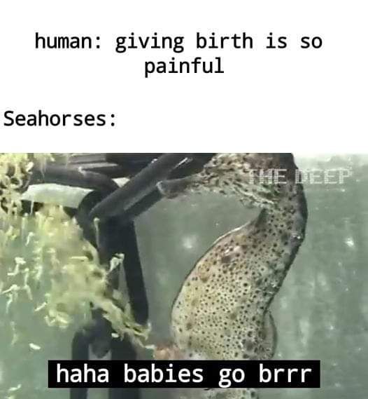 human: giving birth is so painful Seahorses: haha babie brrr