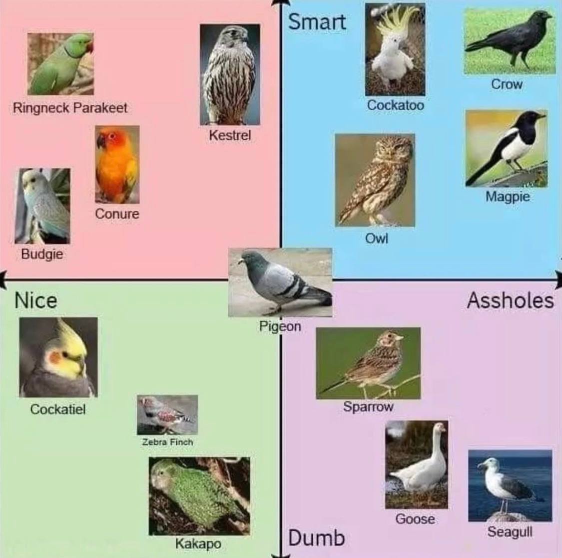 Grow Ringneck Parakeet ‘aye Cockatoo Kestrel 4 A Magpie Сопиге Budgie Nice Assholes Pigeon Cockatiel Sparrow Zebra Seagull Kakapo Dumb 9