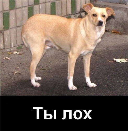 Ты лох