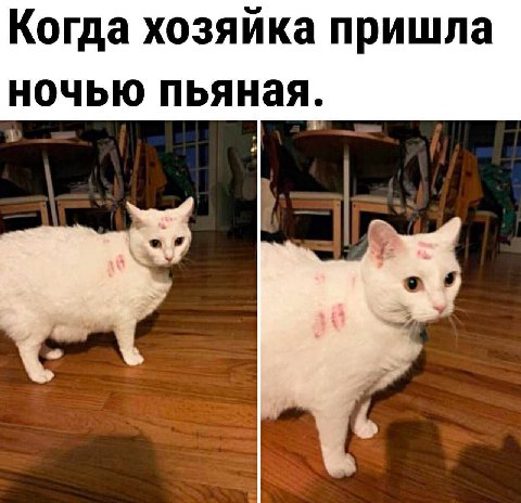 Когда хозяйка пришла ночью пьяная.