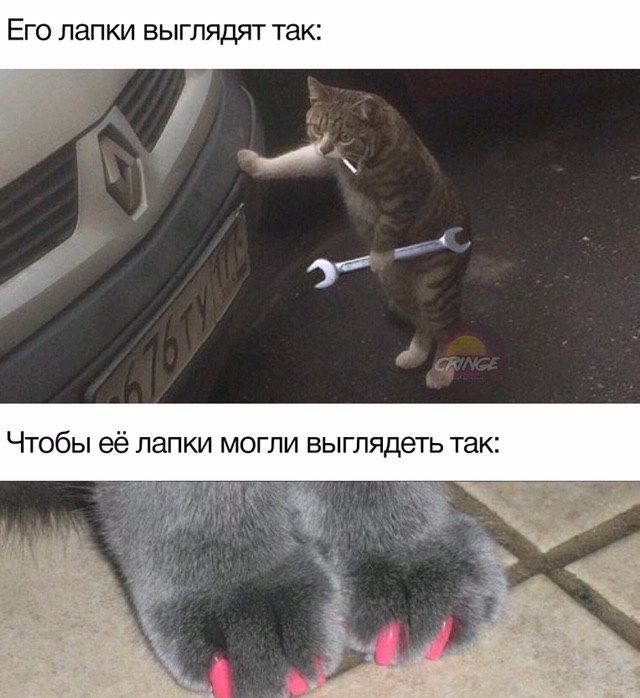 Его лапки выглядят так: Чтобы её лапки могли выглядеть так: