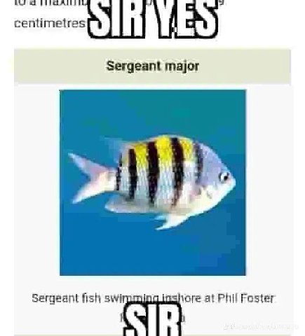 Sergeant major Sergeant fish swi yore at Phil