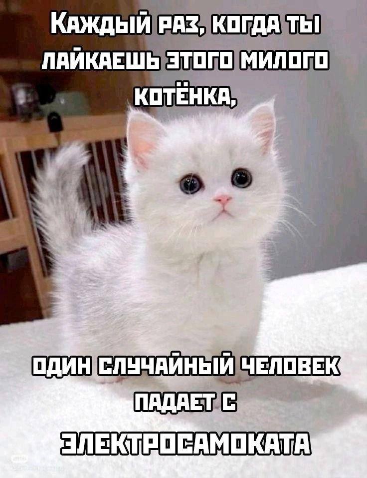 ЛАЙКАЕШЬ ‘этого МИЛОГО КОТЕНКА ЧЕЛОВЕК