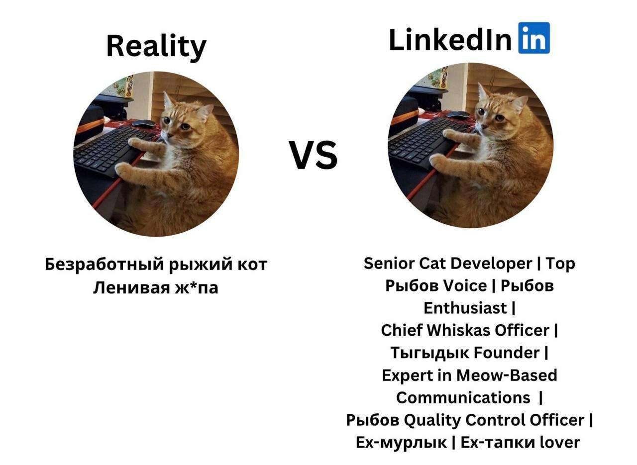Reality Linkedin Безработный рыжий KOT Senior Cat Developer Тор Ленивая ж*па Рыбов Voice Рыбов Enthusiast Chief Whiskas Officer Тыгыдык Founder Expert Meow-Based Communications Рыбов Quality Control O