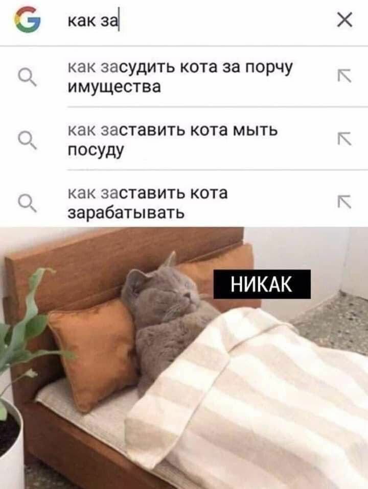 как за как засудить кота за порчу имущества как заставить кота мыть О посуду как заставить кота зарабатывать НИКАК