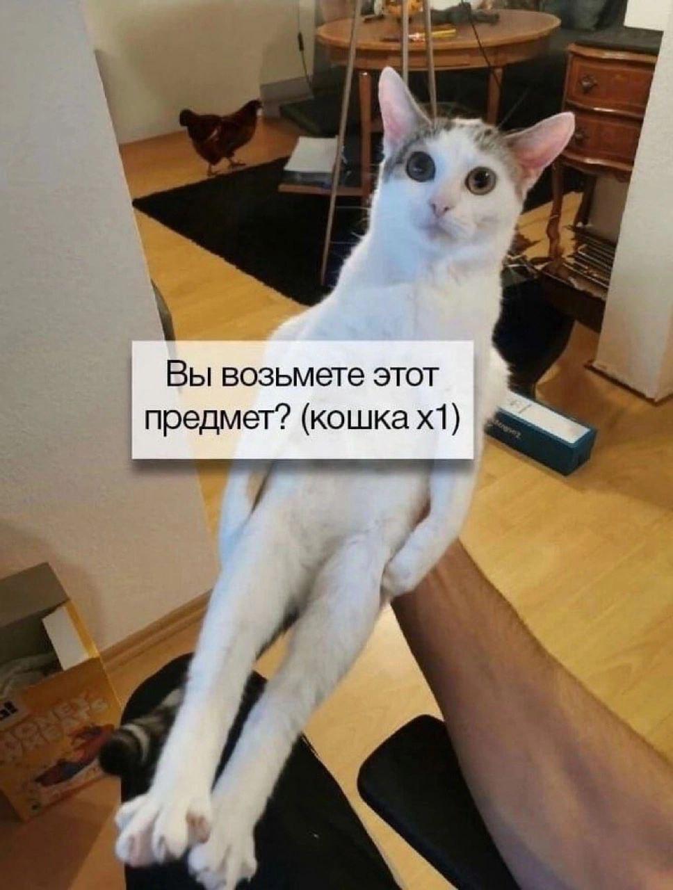 Вы возьмете этот предмет? (кошка