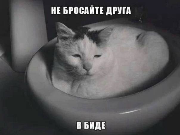 НЕ БРОСАЙТЕ ДРУГА В БИДЕ