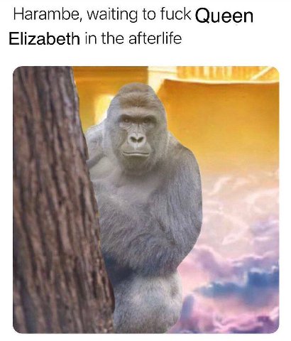 Harambe, waiting to fuck Queen Elizabeth in the afterlife