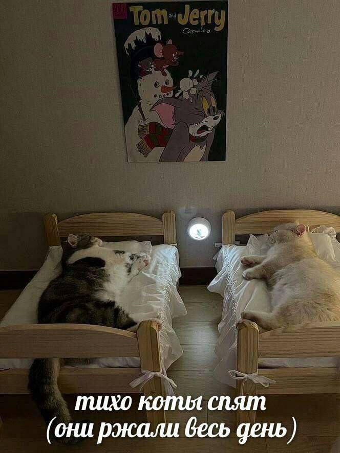 тихо коты спят (они ржали весь день)