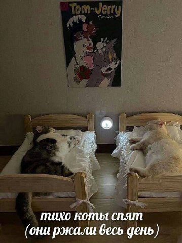 тихо коты спят (они ржали весь день)