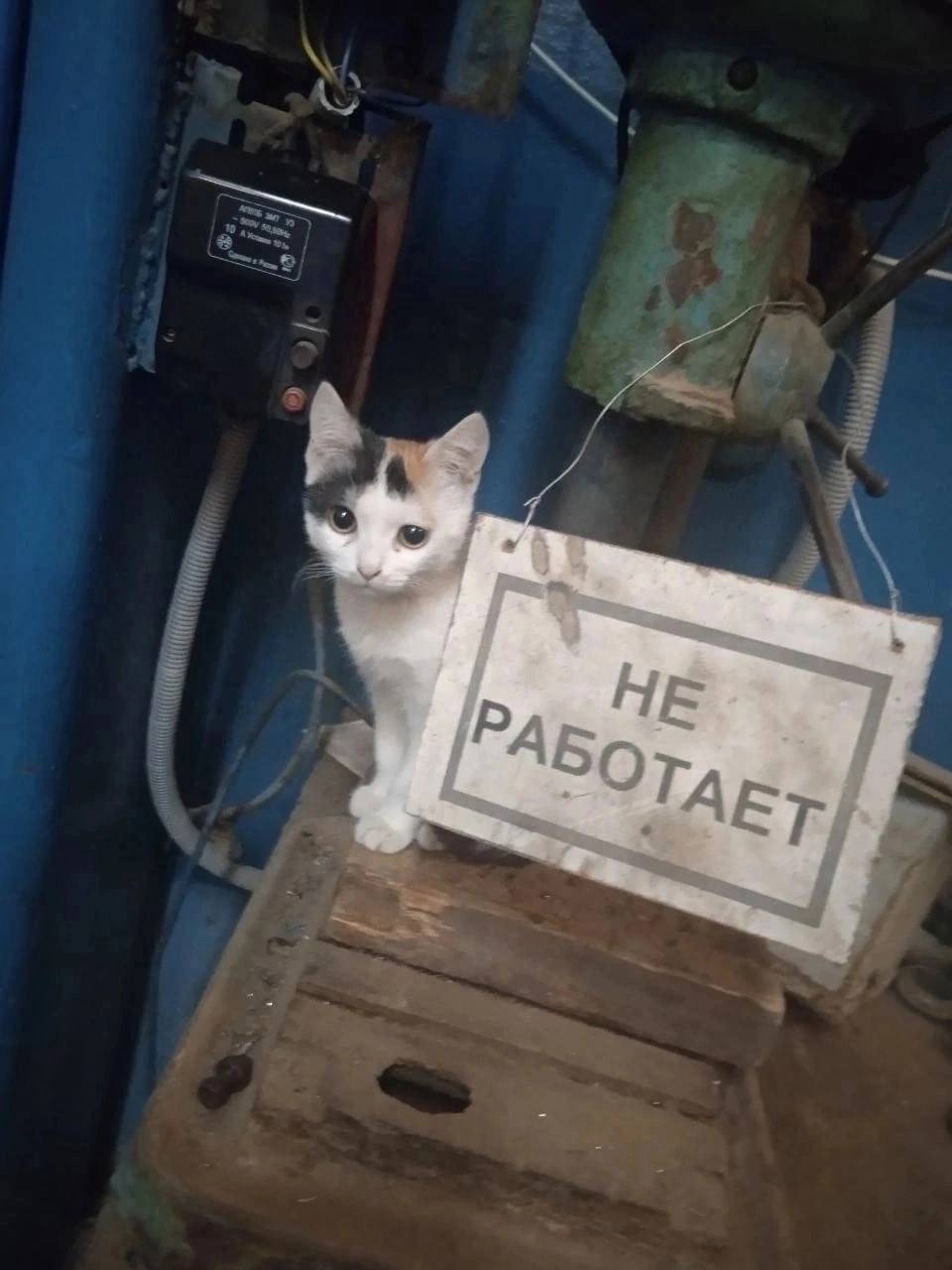 литералли ми