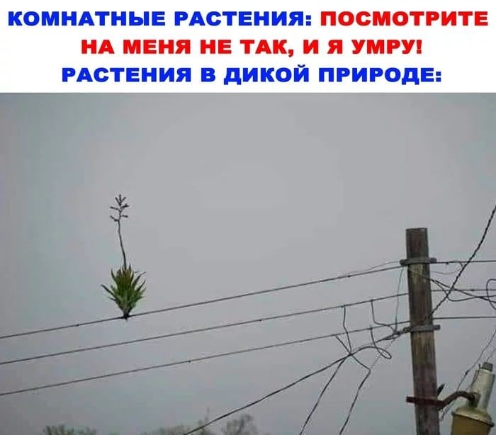 КОМНАТНЫЕ РАСТЕНИЯ: ПОСМОТРИТЕ НА МЕНЯ НЕ ТАК, И Я УМРУ! РАСТЕНИЯ В ДИКОЙ ПРИРОДЕ: