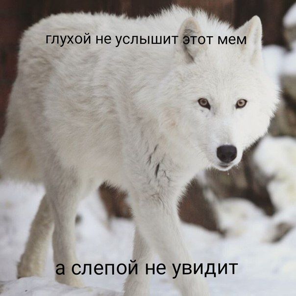 глухой не мем у а слепой не увидит
