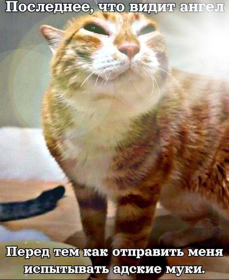 что видит ангел Перед тем как отправить меня испытывать адские муки.