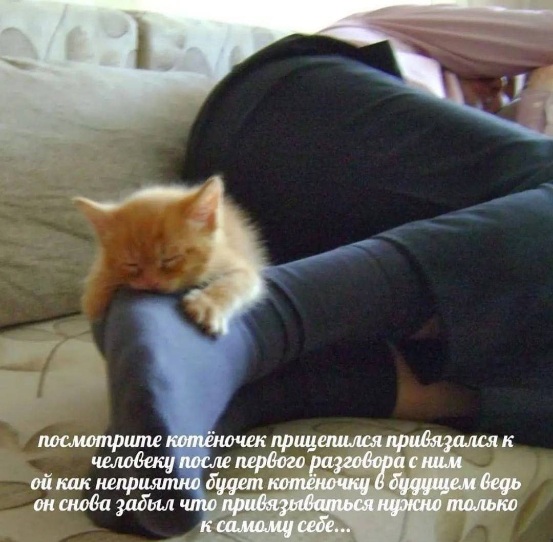 посмотрите котёночек епился привязался к человеку после ним как неприятно будет котёночку 6 ведь он снова забыл что привязываться нужно только к самому себе...
