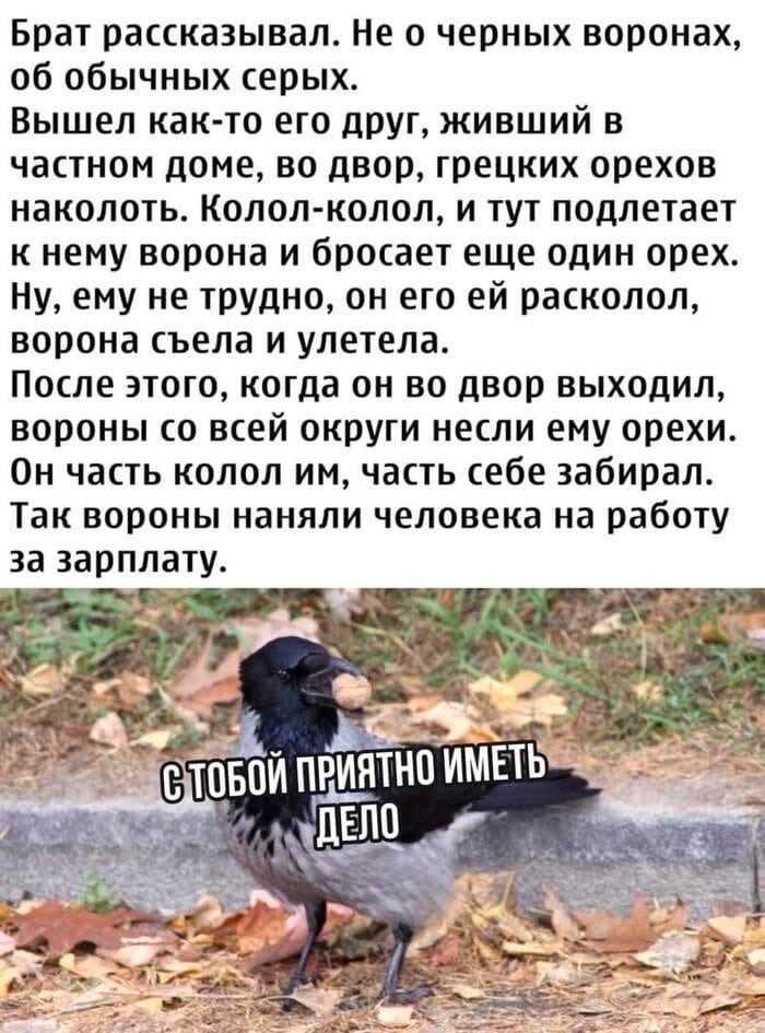 Брат рассказывал. Не о черных воронах об обычных серых Вышел как-то его друг, живший в частном доме, во двор, грецких орехов наколоть. Колол-колол, и тут подлетает к нему ворона и бросает еще один оре