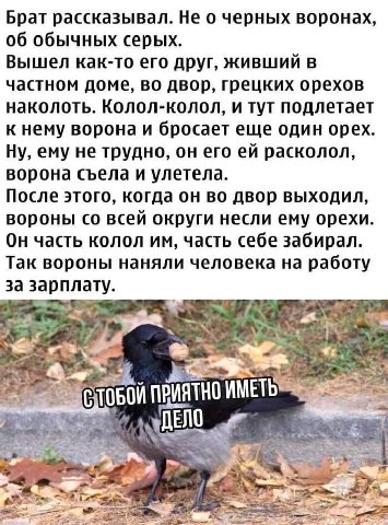 Брат рассказывал. Не о черных воронах об обычных серых Вышел как-то его друг, живший в частном доме, во двор, грецких орехов наколоть. Колол-колол, и тут подлетает к нему ворона и бросает еще один оре