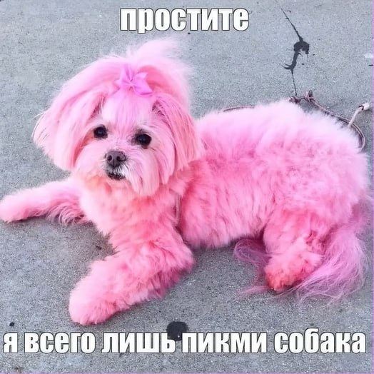 простите явсего ЛИШЬ пикми собака