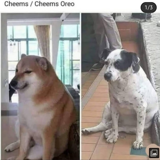 Cheems Cheems Oreo