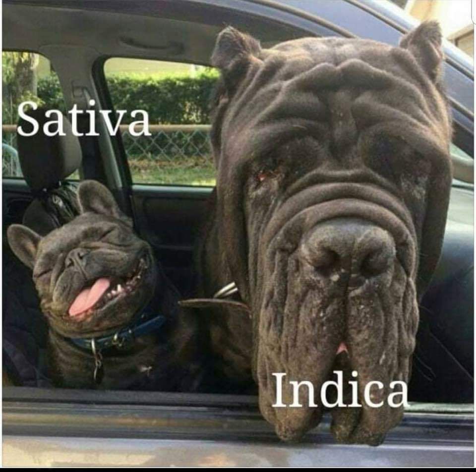 Sativa Indica
