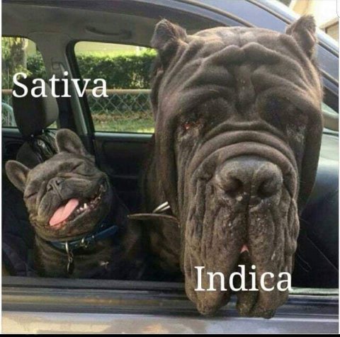 Sativa Indica