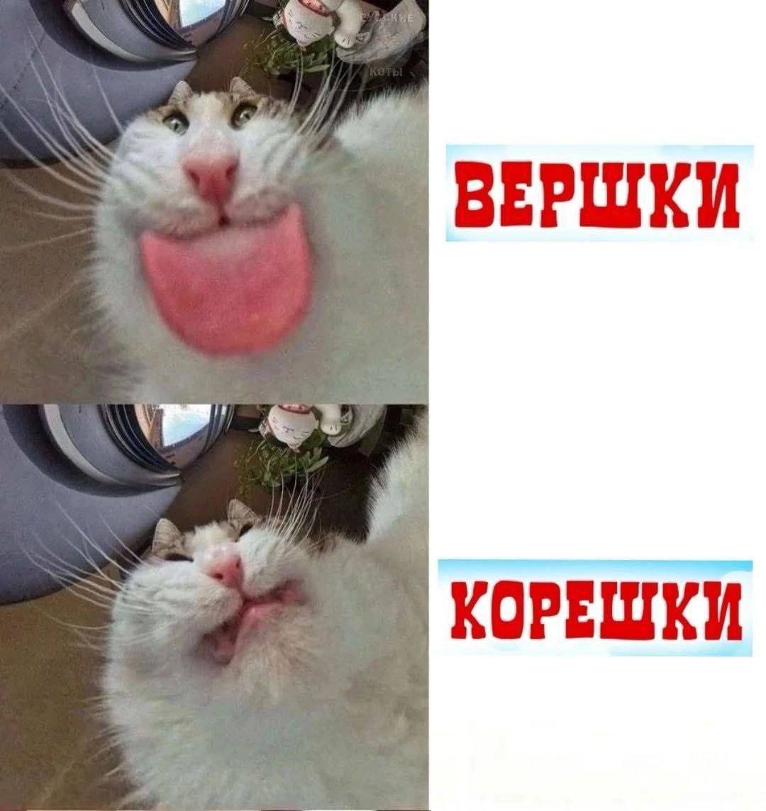 ВЕРШКИ КОРЕШКИ