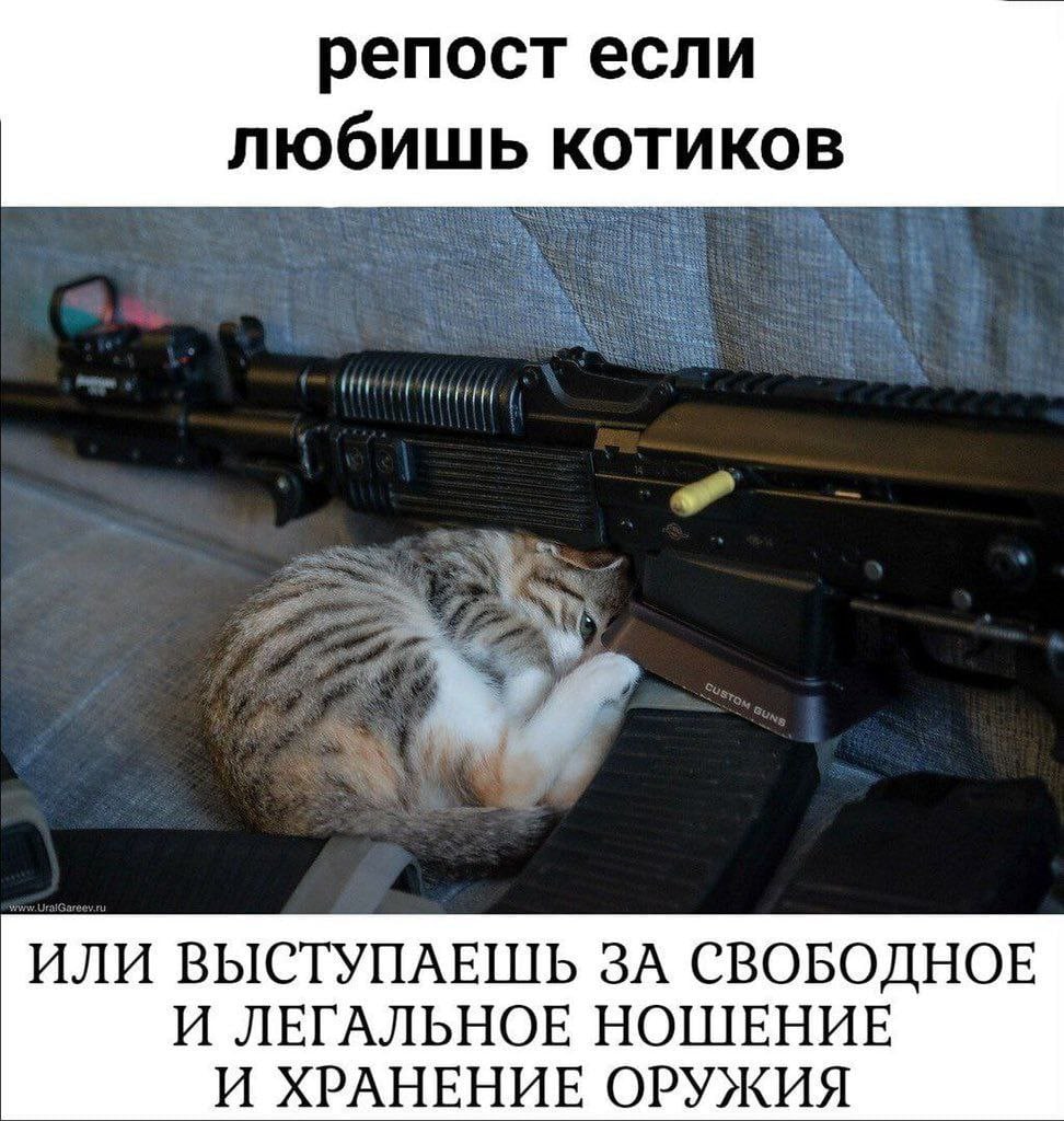 репост если любишь котиков ИЛИ ВЫСТУПАЕШЬ ЗА СВОБОДНОЕ И ЛЕГАЛЬНОЕ НОШЕНИЕ И ХРАНЕНИЕ ОРУЖИЯ
