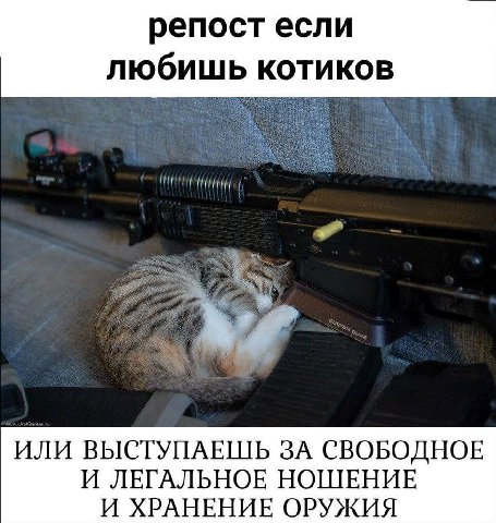 репост если любишь котиков ИЛИ ВЫСТУПАЕШЬ ЗА СВОБОДНОЕ И ЛЕГАЛЬНОЕ НОШЕНИЕ И ХРАНЕНИЕ ОРУЖИЯ